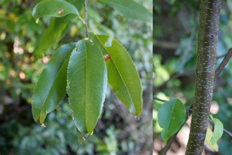 black cherry tree characteristics.